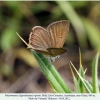 polyommatus ripartii altyagach male7